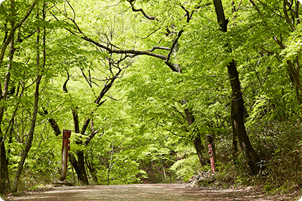 Seonamsa Forest Trail