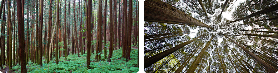 Hinoki Cypress  forest