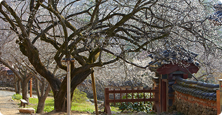 Seonammae (Natural Monument No. 488)