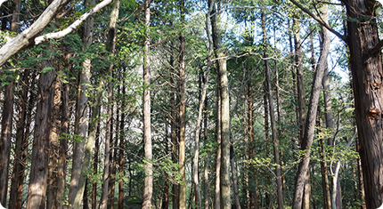 Cypress forest trail forming along Gurimgugok