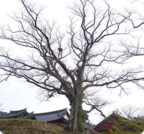 Zelkovas with interconnected roots at Daeheungsa (protected trees)