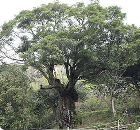 Old red-wood evergreen oak at Jinburam