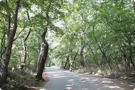 Beopjusa Ori Forest Trail