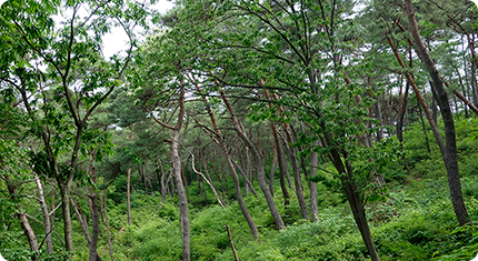 Pine tree forest behind Daeungbojeon