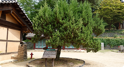 Juniper planted by Kim Gu