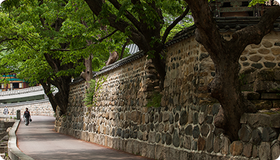 Old zelkova tree growing on the wall