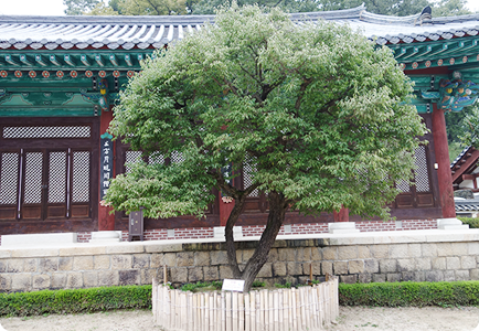 The plum tree in front of Yeonggak (The Tree of Knowledge)