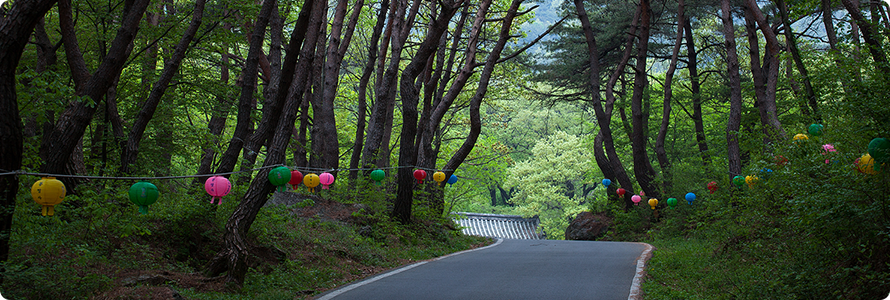 Pine tree forest along the entryway