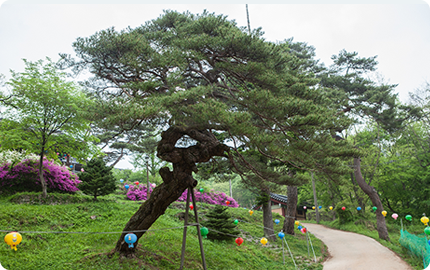 Pine tree in front of Manseu (protected tree)
