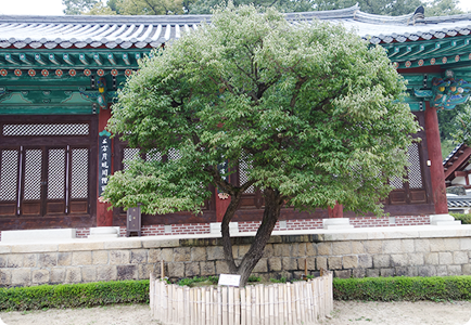 영각 앞 지식수(智識樹) 매실나무