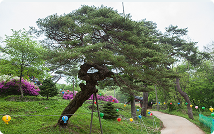 만세루 앞 소나무(보호수)